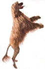K9 Freestyle dancing dog displays