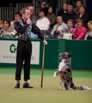 pogo a border collie performing heelwork to music at crufts 2008