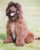 disco a portuguese water dog who is owned by richard curtis and a member of his dancing dogs display team