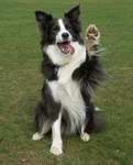 Jazz performing a high five wave
