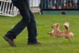 Betty a micro dancing dog performs in the K9 Freestyle dog displays