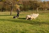 Pogo a border collie showing aptitude in sheepdog work