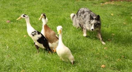 sheepdog display and duck herding