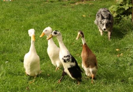 www.sheepdogdisplays.com - duck herding fun show