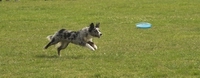pogo a border collie owned by richard curtis performing a frisbee catch in the k9 freestyle dancing dogs display