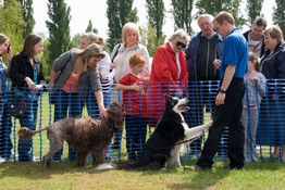 richard curtis and his canine freestyle / heelwork to music dogs meeting the public 