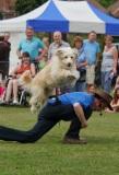 A dancing dog in the part of the dog displays