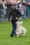 K9 Freestyle dog displays