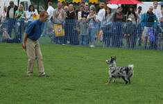 Richard Curtis and Pogo demonstrating dog dancing / canine freestyle