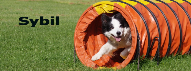 K9 Freestyle dog displays