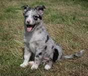 pogo a border collie who performs heelwork to music and canine freestyle often called dancing dogs