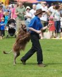 k9 freestyle dancing dogs display team